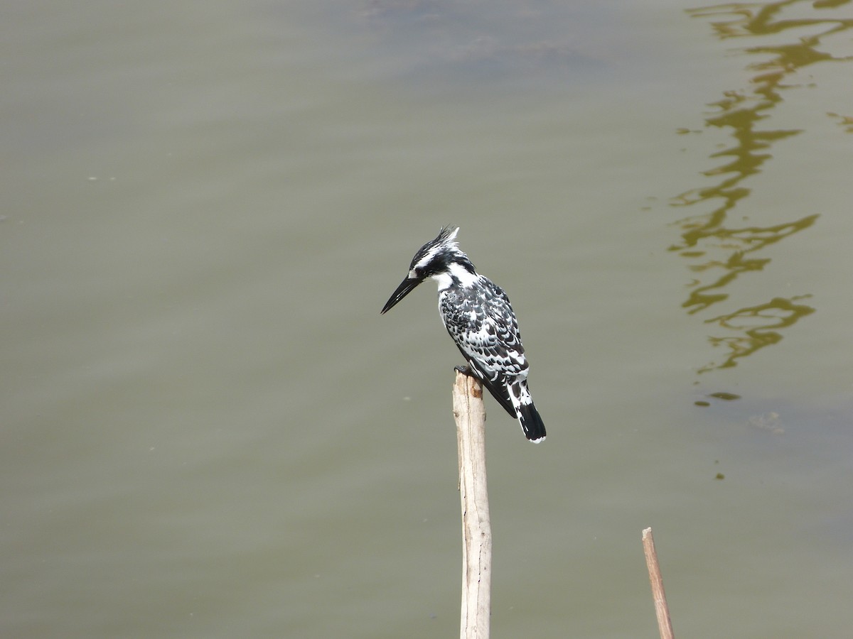 Pied Kingfisher - ML258877591