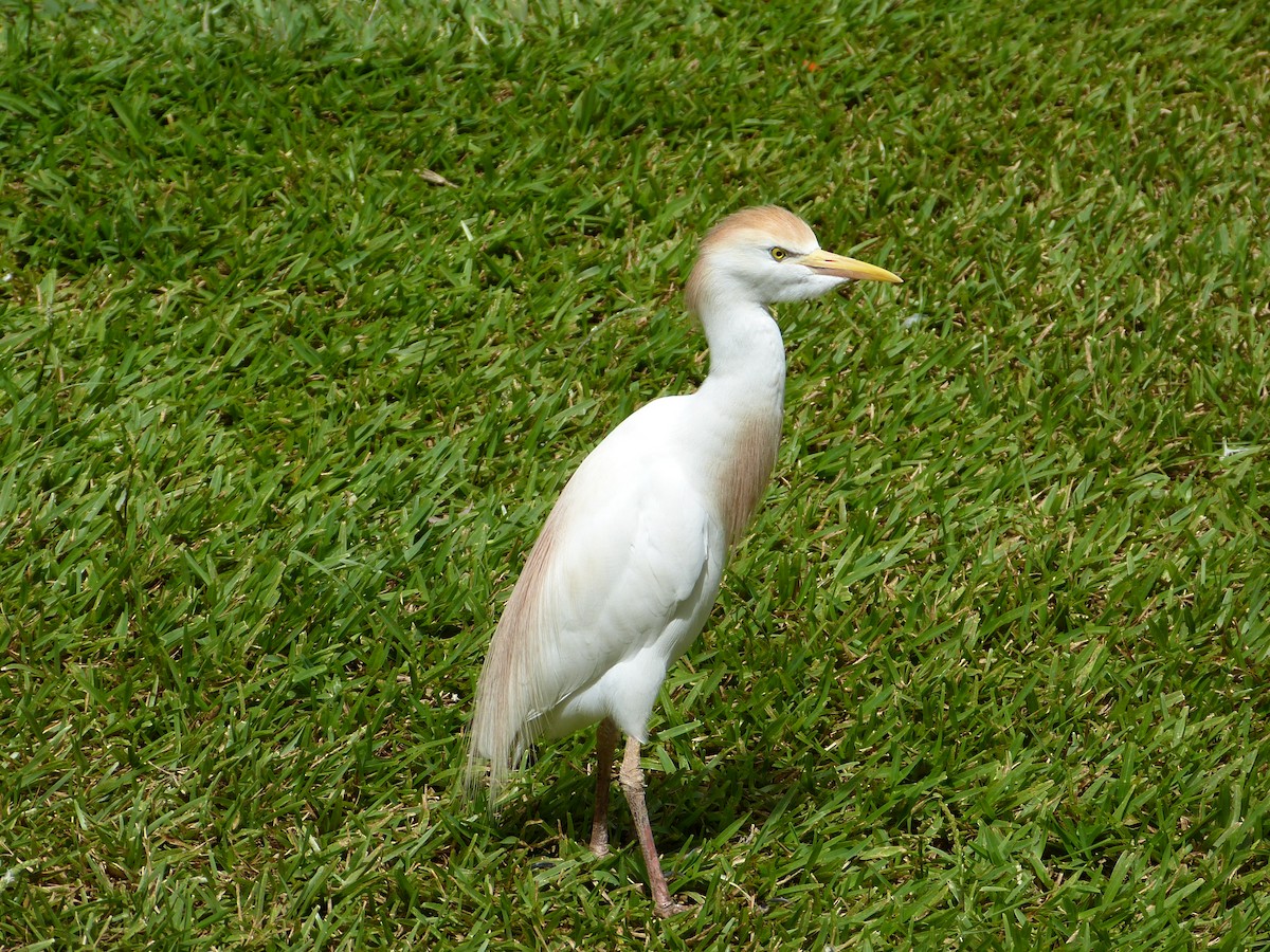 Western Cattle Egret - Jean-Paul Boerekamps