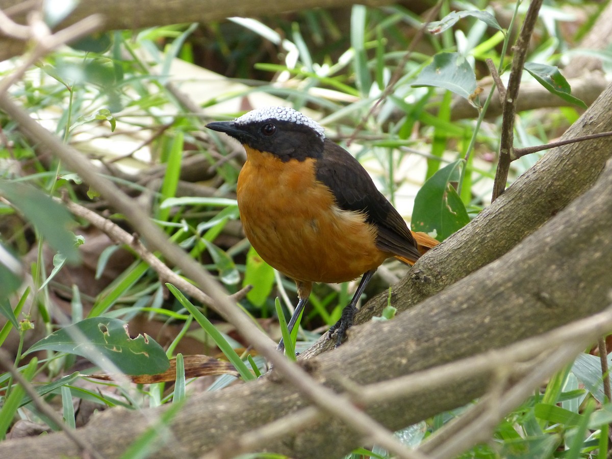 White-crowned Robin-Chat - Jean-Paul Boerekamps