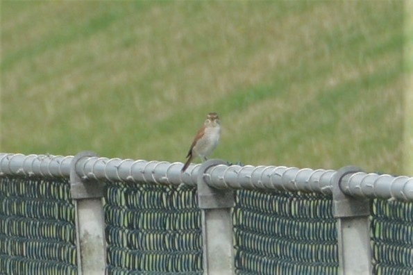 Red-backed Shrike - ML258877731