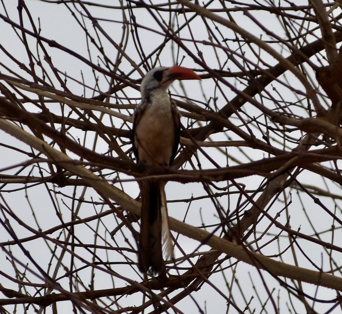 Western Red-billed Hornbill - Jean-Paul Boerekamps