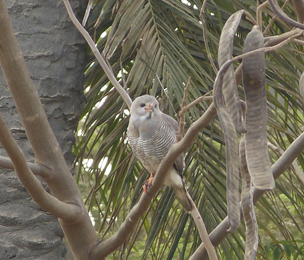 Lizard Buzzard - ML258878091