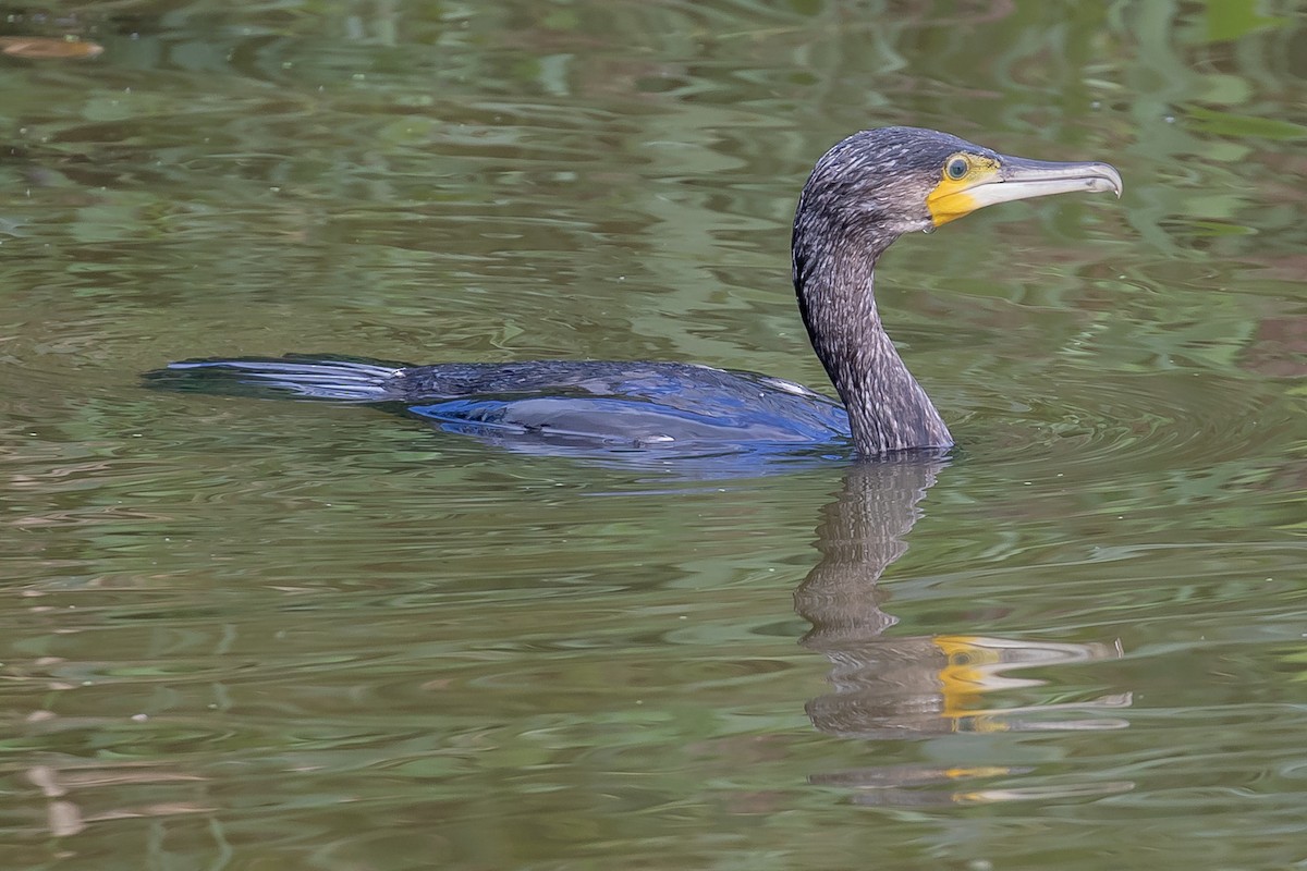 Great Cormorant - Merlijn van Weerd