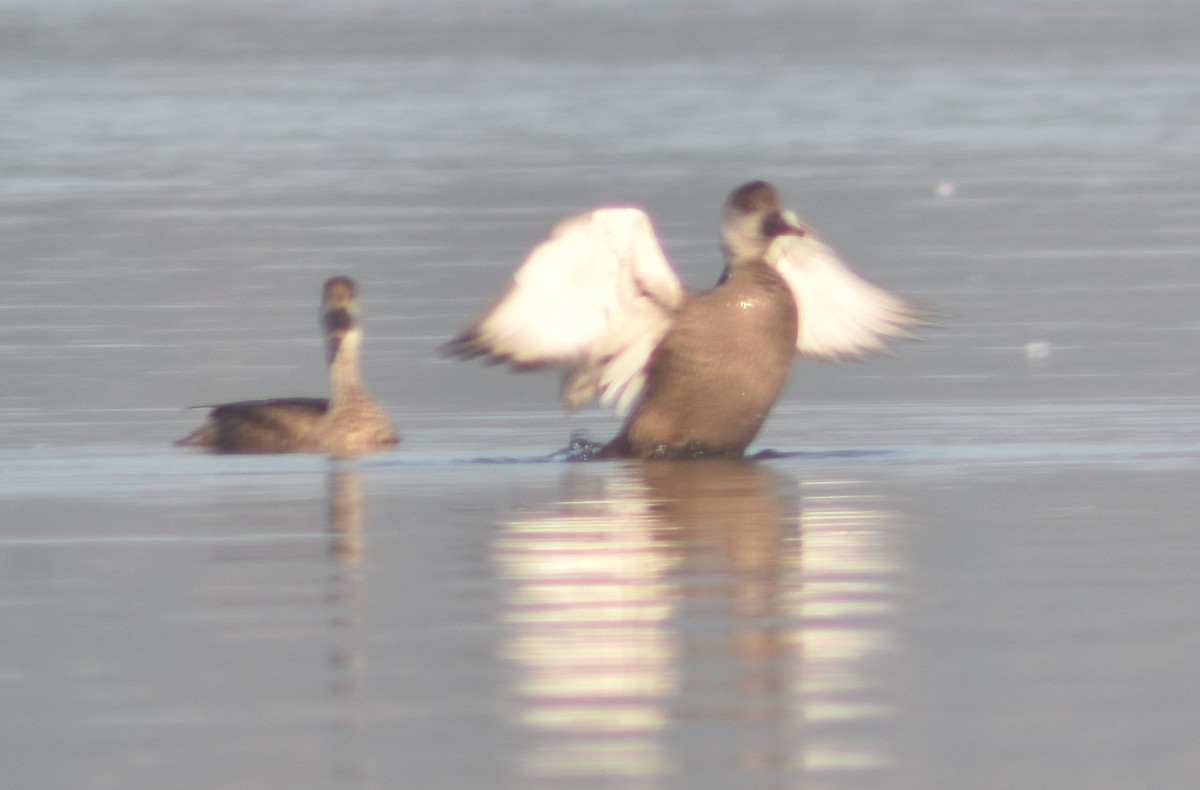 Red-crested Pochard - Metin Güzeliş