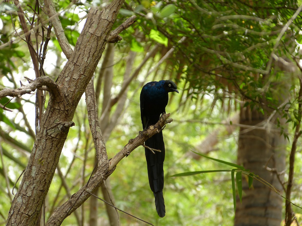 Long-tailed Glossy Starling - Jean-Paul Boerekamps