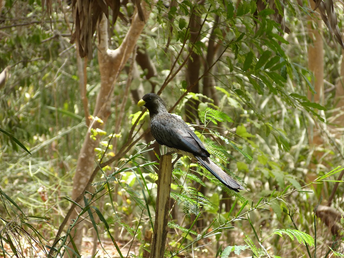 Western Plantain-eater - ML258881291