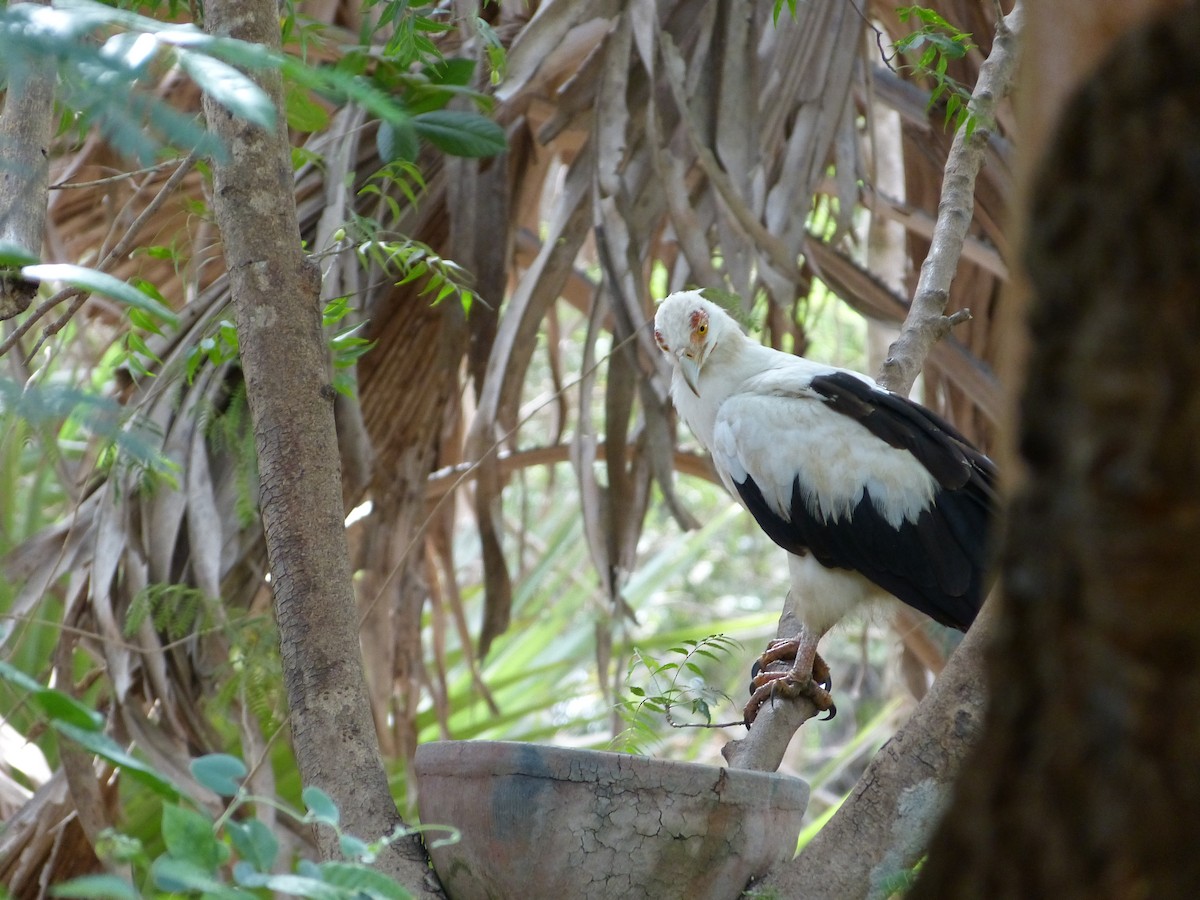 Palm-nut Vulture - ML258881801