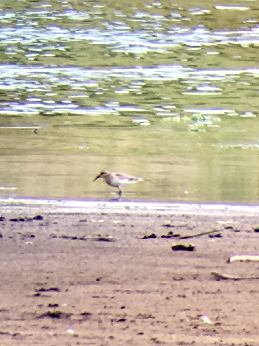 Baird's Sandpiper - ML258882801