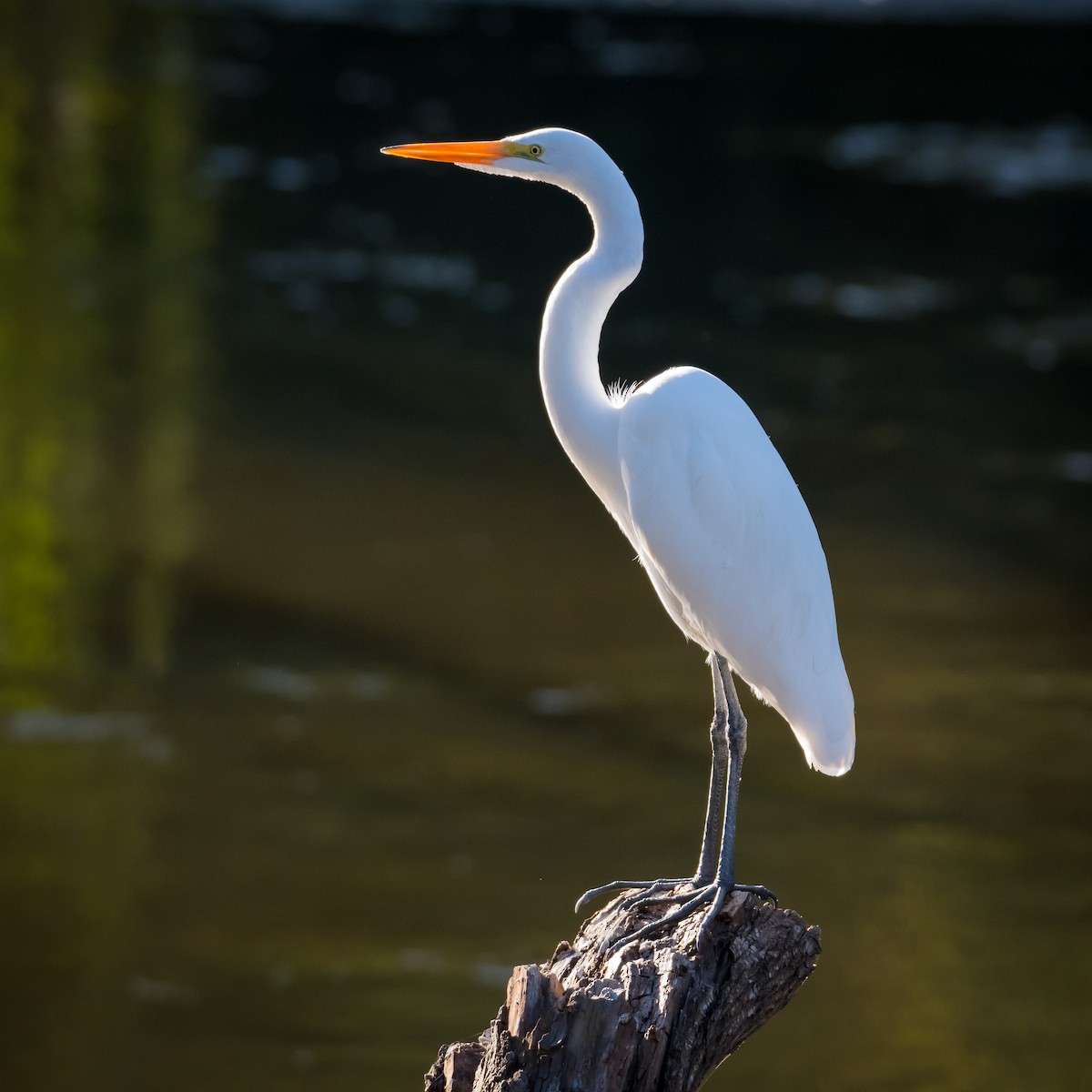 Great Egret - ML258884391