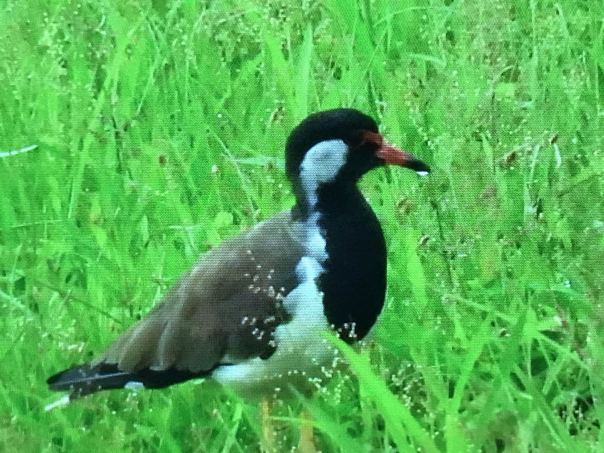 Red-wattled Lapwing - ML258886911