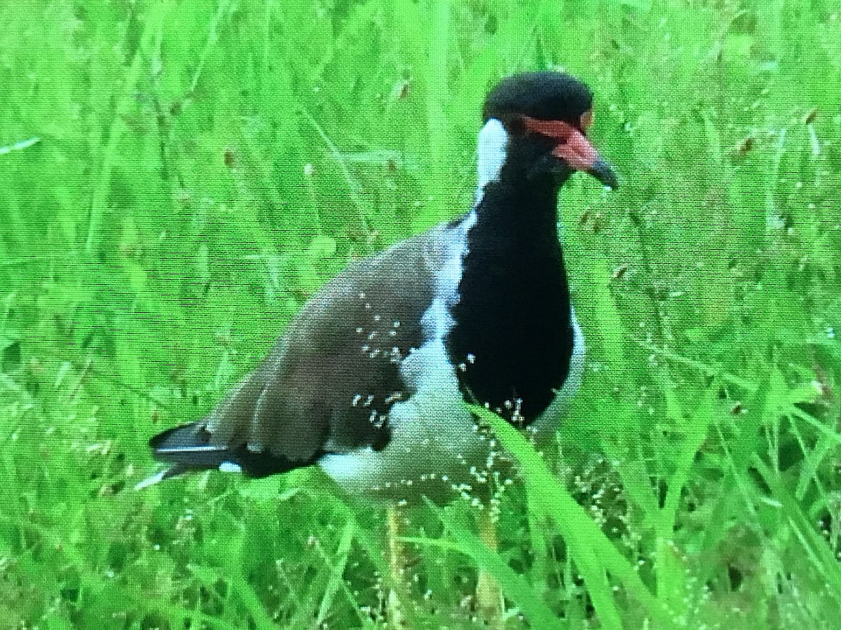Red-wattled Lapwing - ML258886921