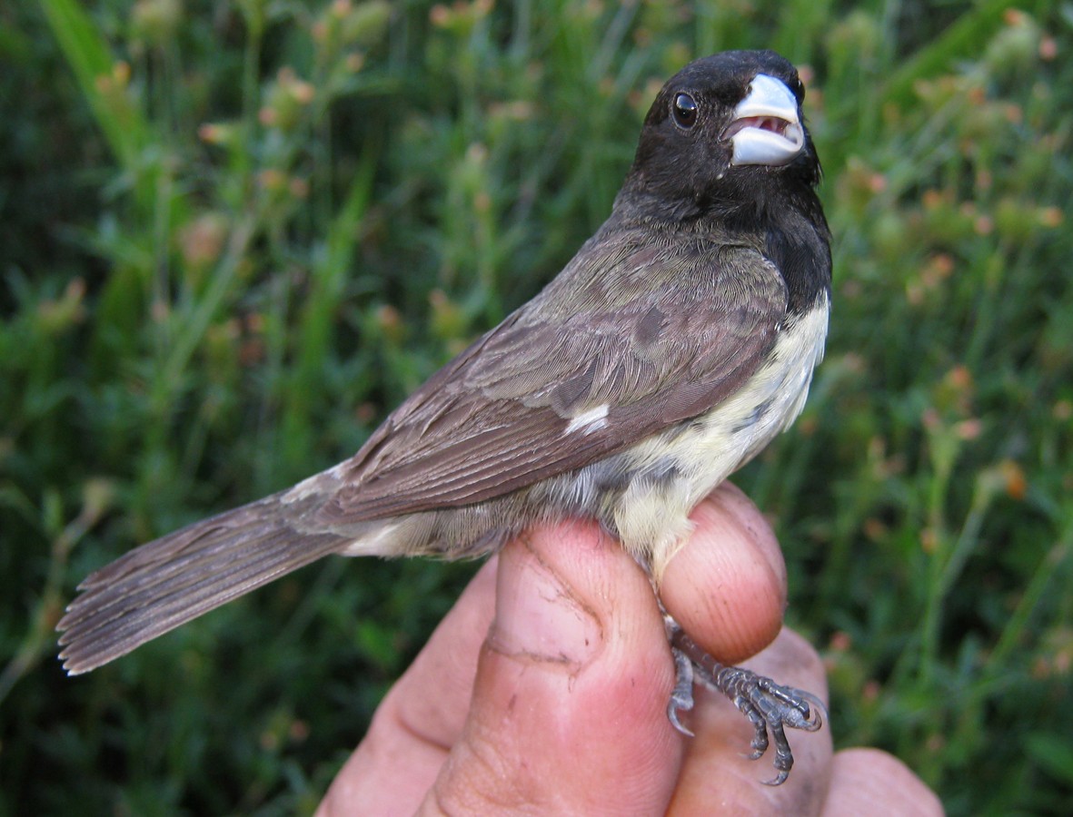 Yellow-bellied Seedeater - sylvain Uriot