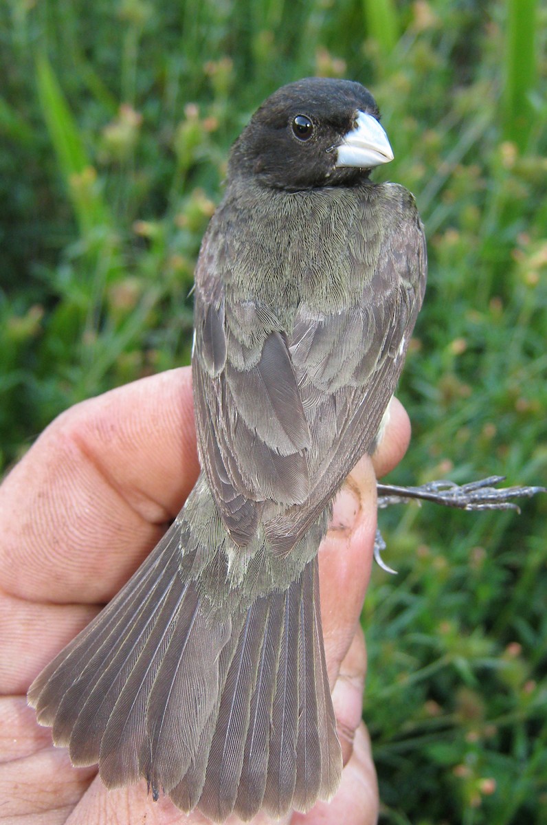 Yellow-bellied Seedeater - sylvain Uriot