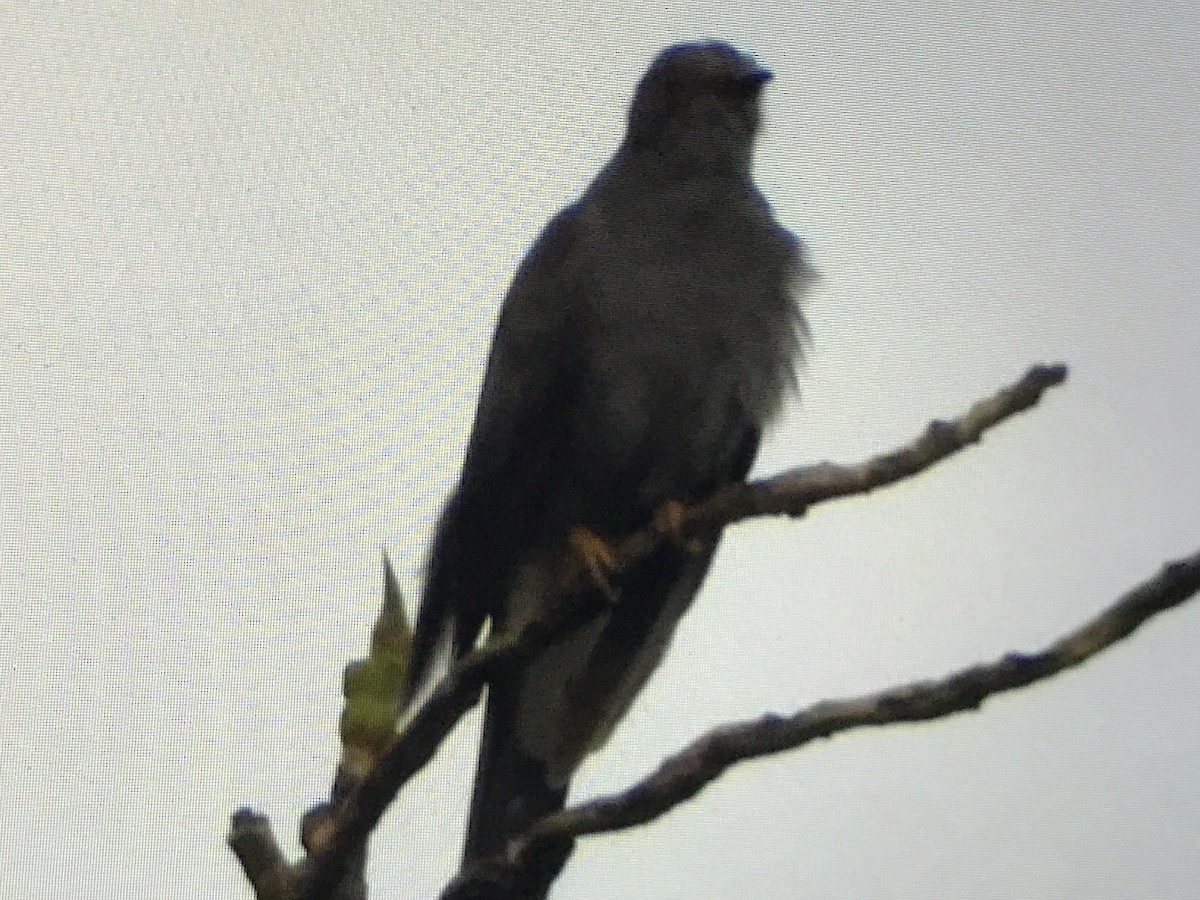 Gray-bellied Cuckoo - ML258888441