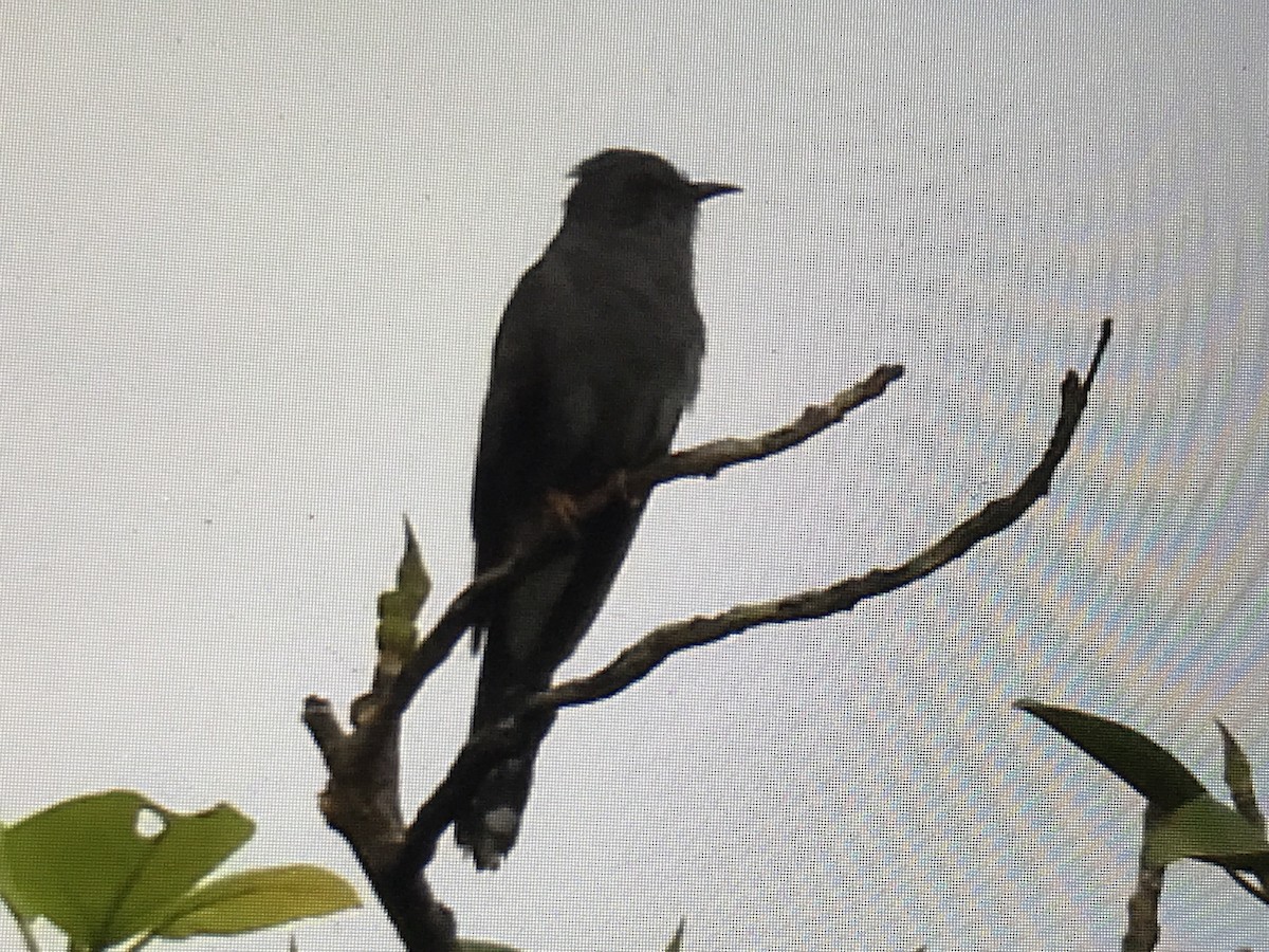 Gray-bellied Cuckoo - ML258888451