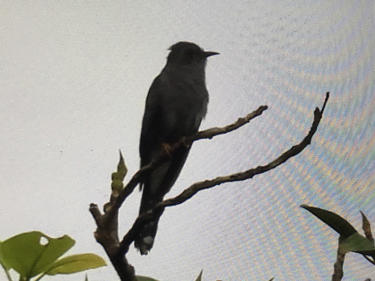 Gray-bellied Cuckoo - ML258888461