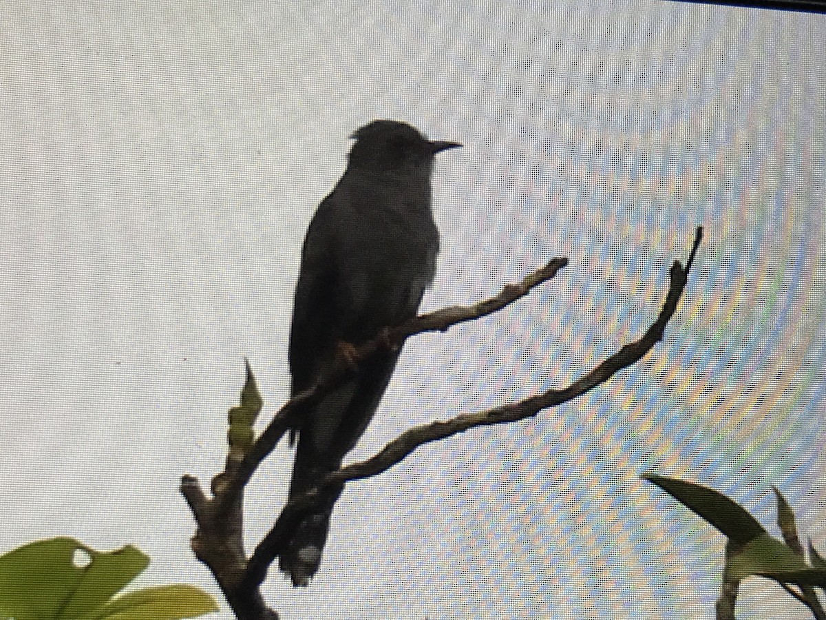 Gray-bellied Cuckoo - ML258888471