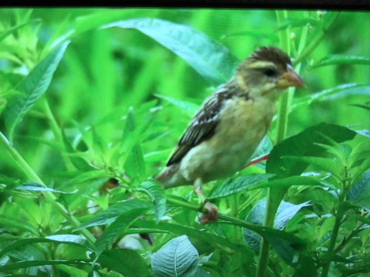 Baya Weaver - ML258889231