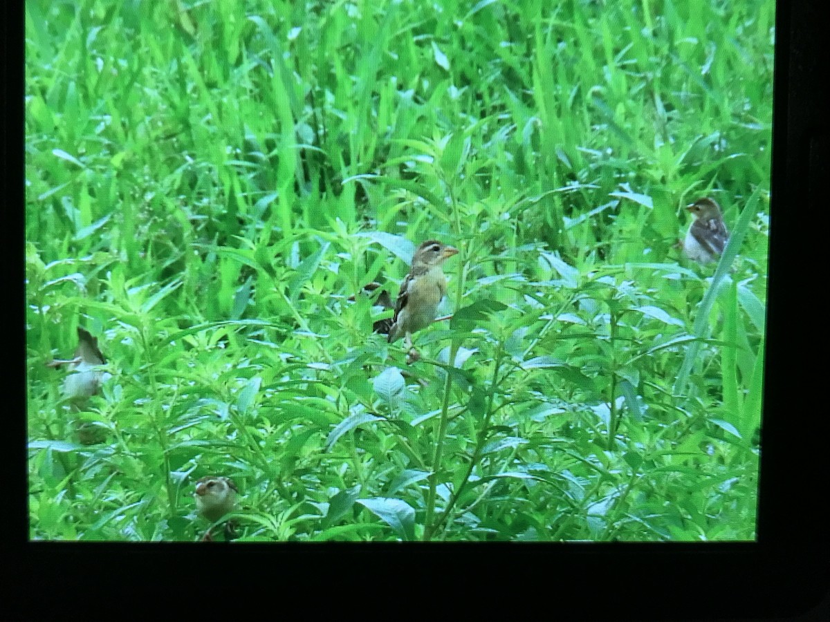 Baya Weaver - ML258889251