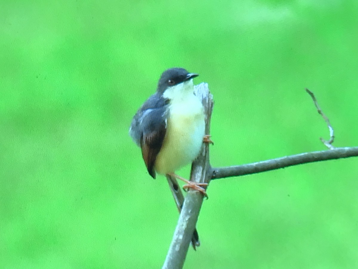 Ashy Prinia - ML258889661