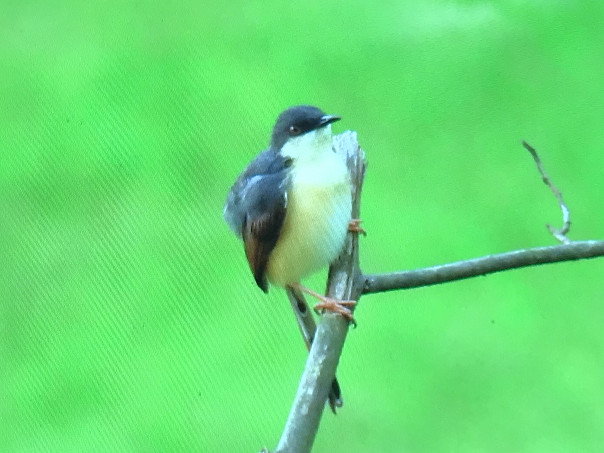 Ashy Prinia - ML258889671