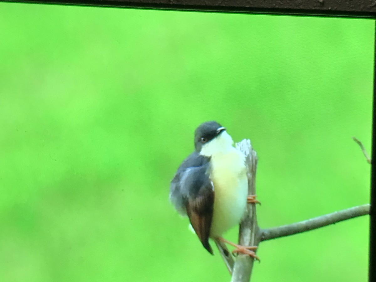 Ashy Prinia - ML258889691