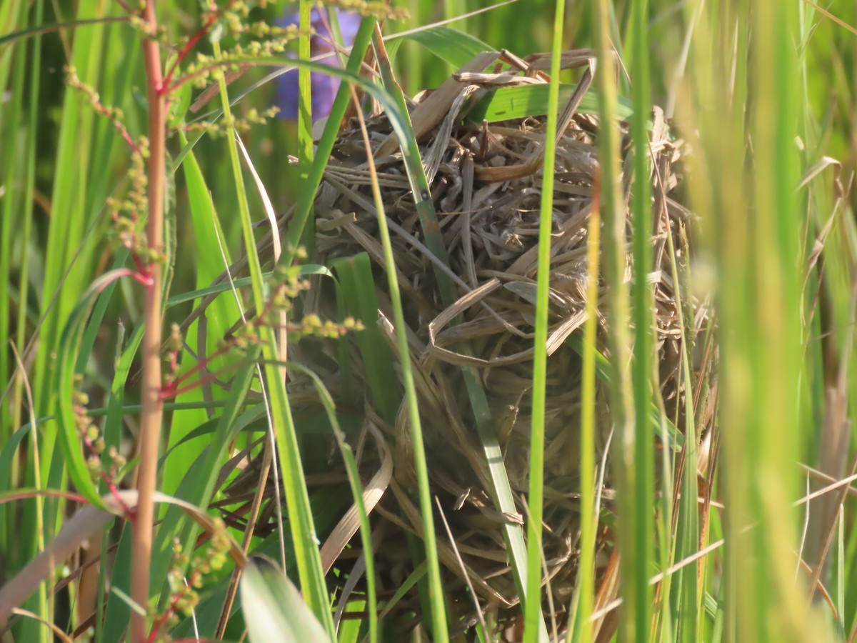 Marsh Wren - ML258890551