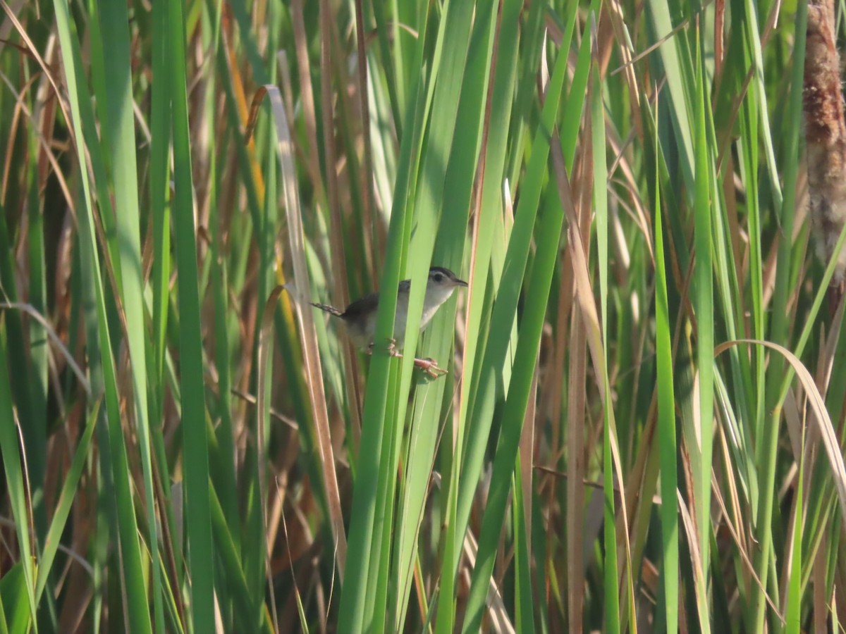 Marsh Wren - ML258890641