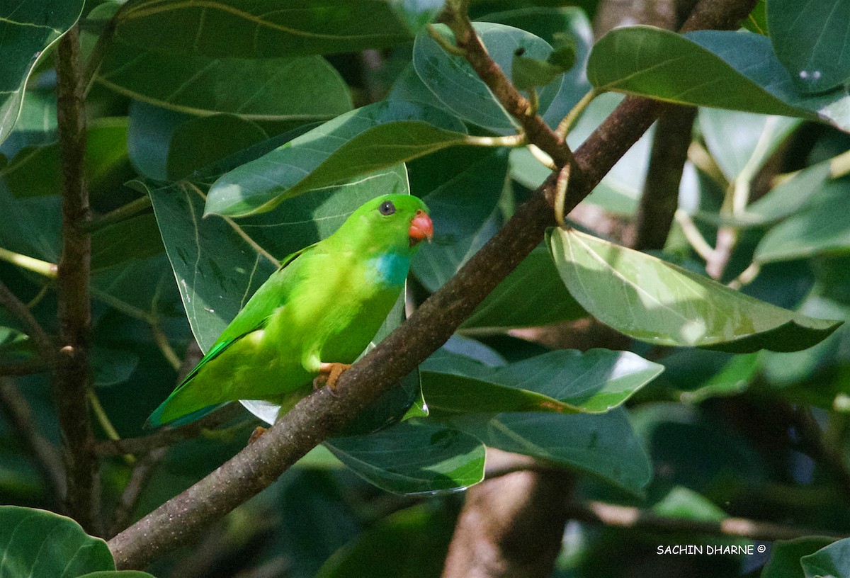 Vernal Hanging-Parrot - ML258890681