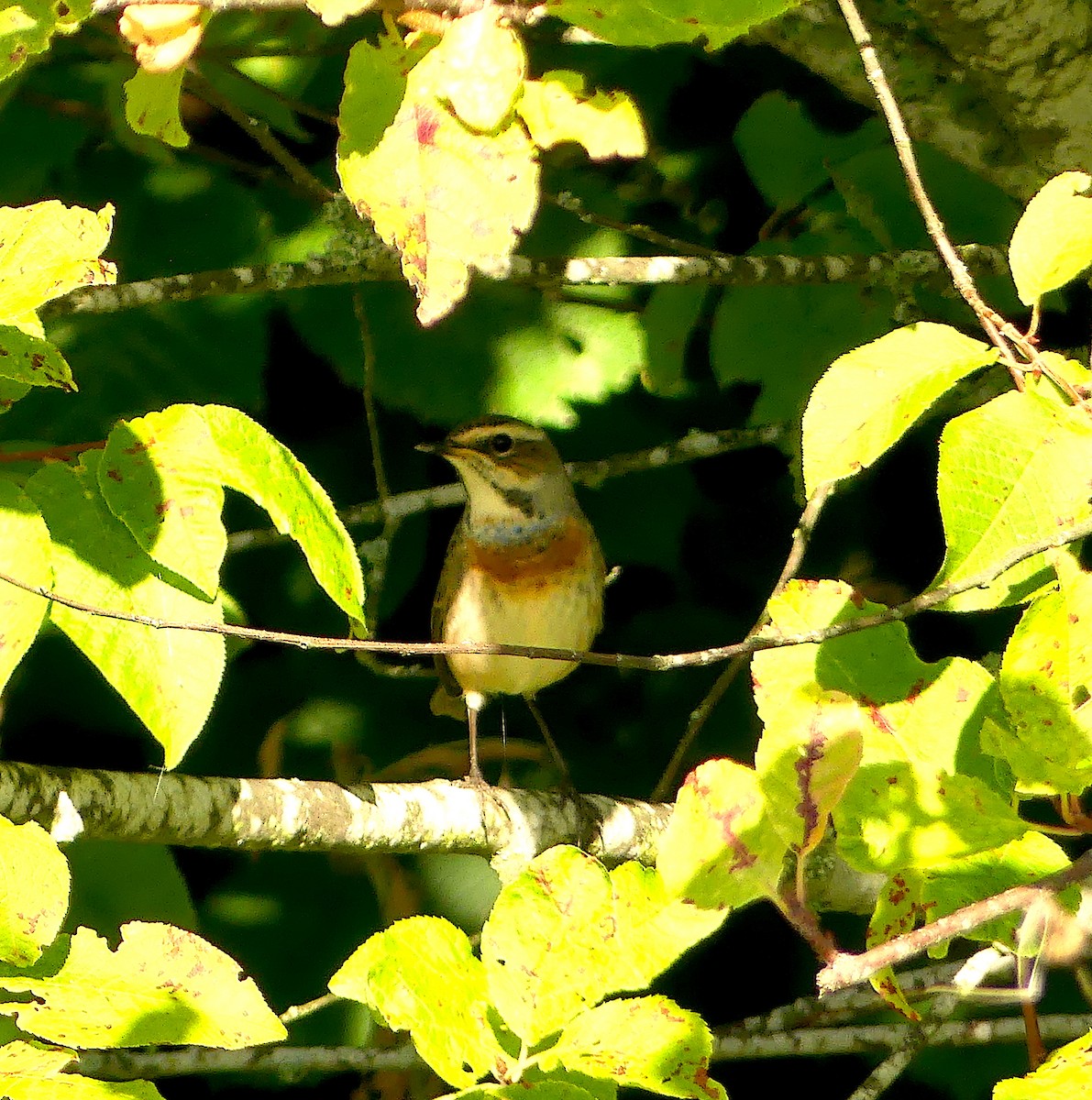 Bluethroat - ML258890821