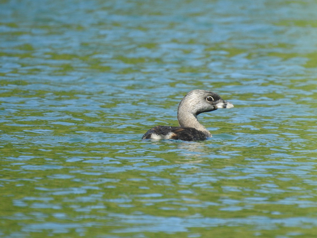 Pied-billed Grebe - Nelson Pereira