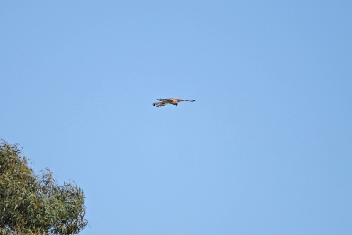 Nankeen Kestrel - ML258891941