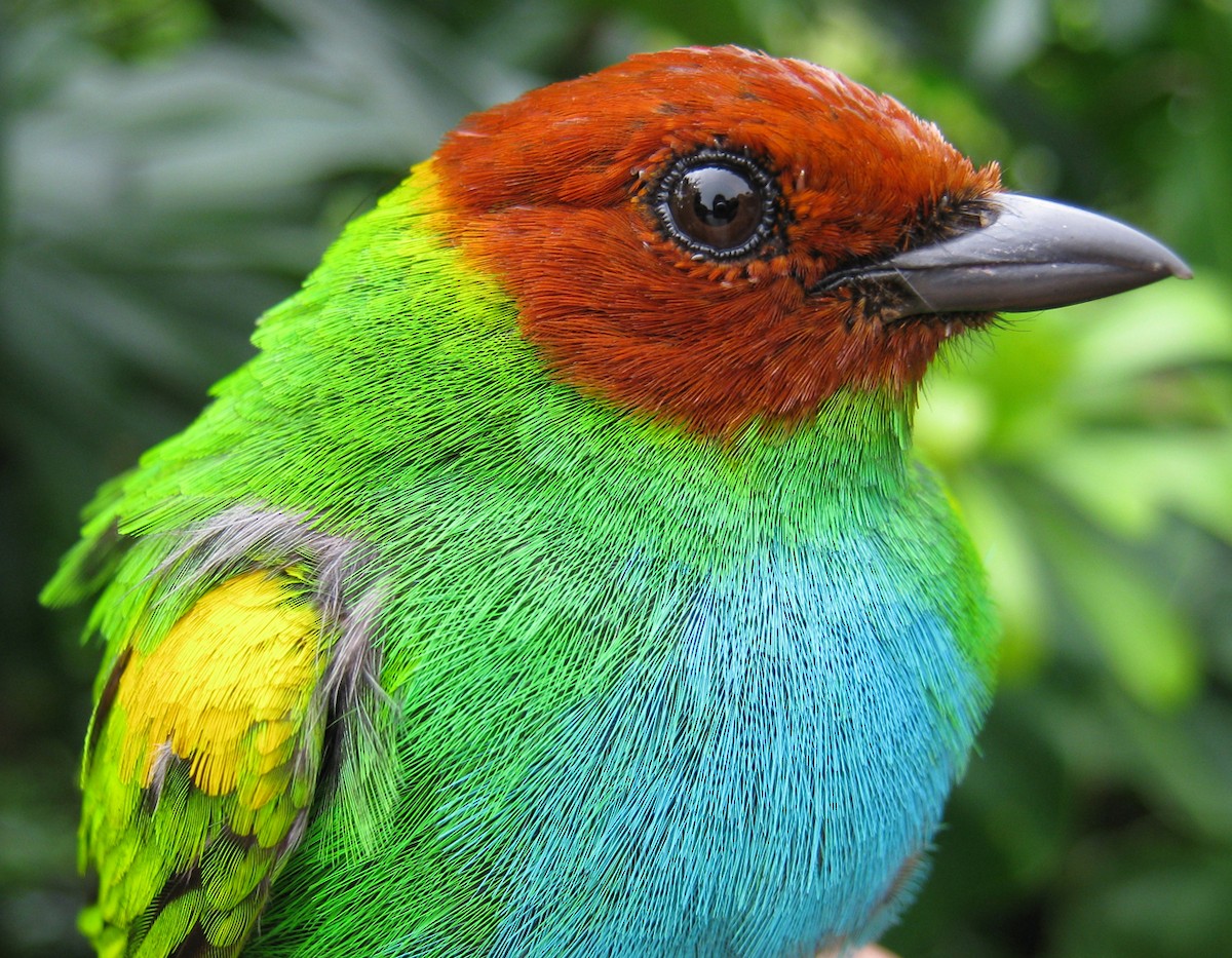 Bay-headed Tanager - ML258891971