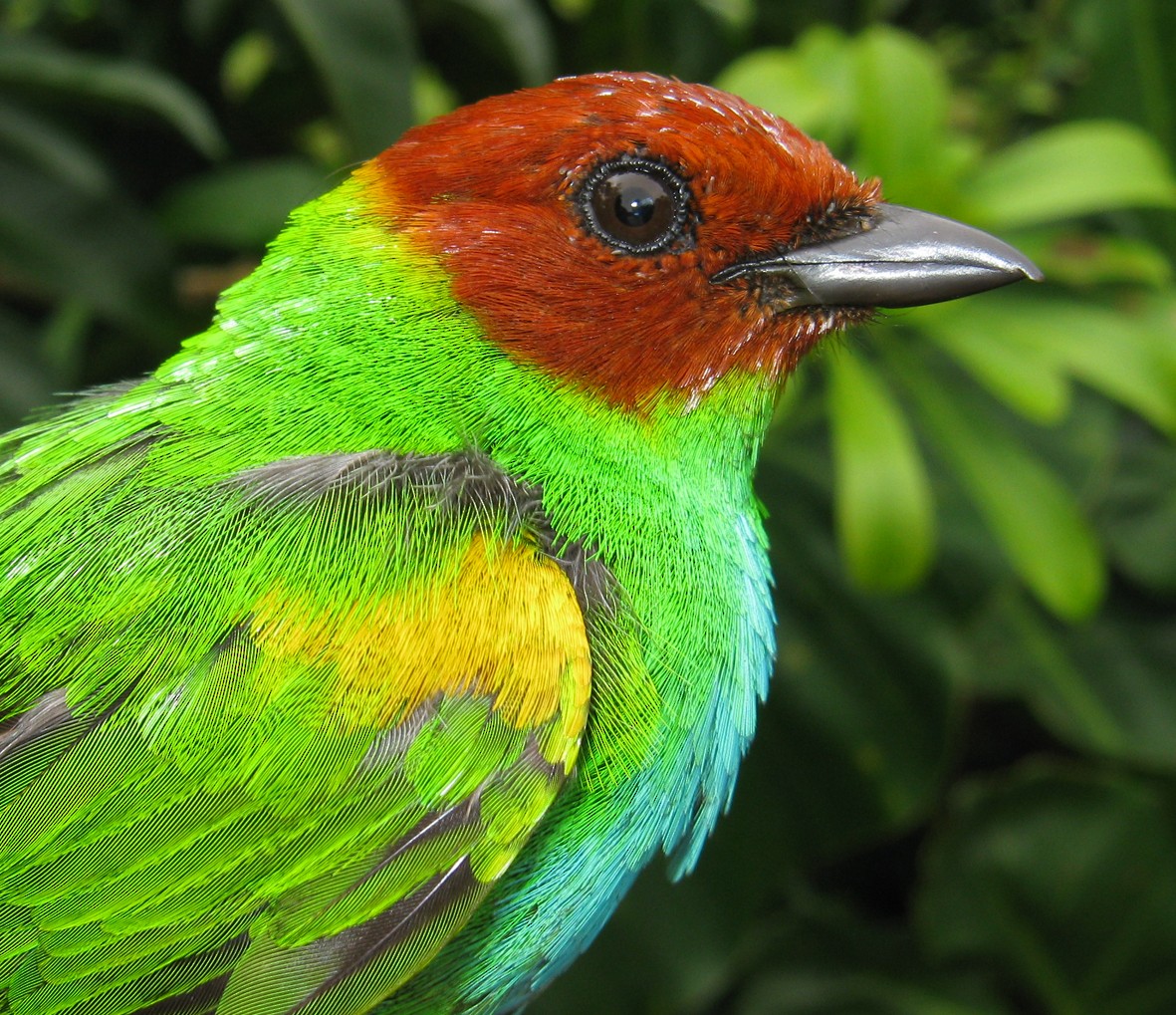 Bay-headed Tanager - ML258891991