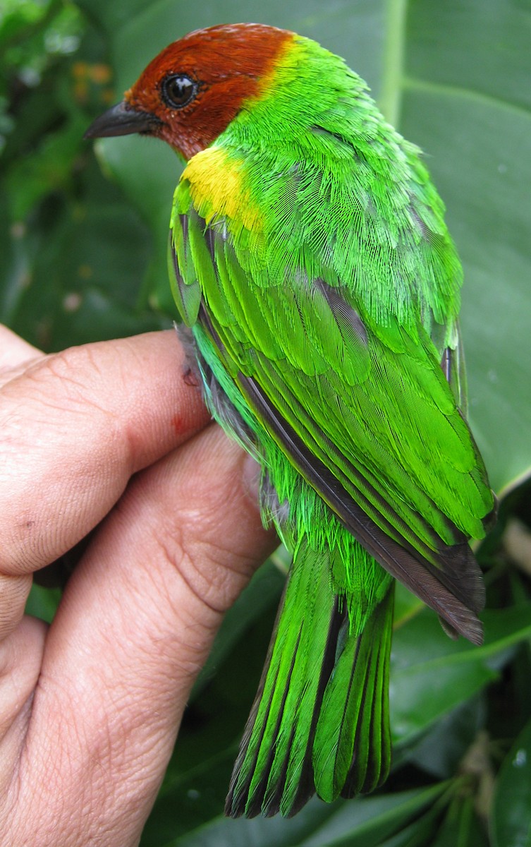 Bay-headed Tanager - ML258892001