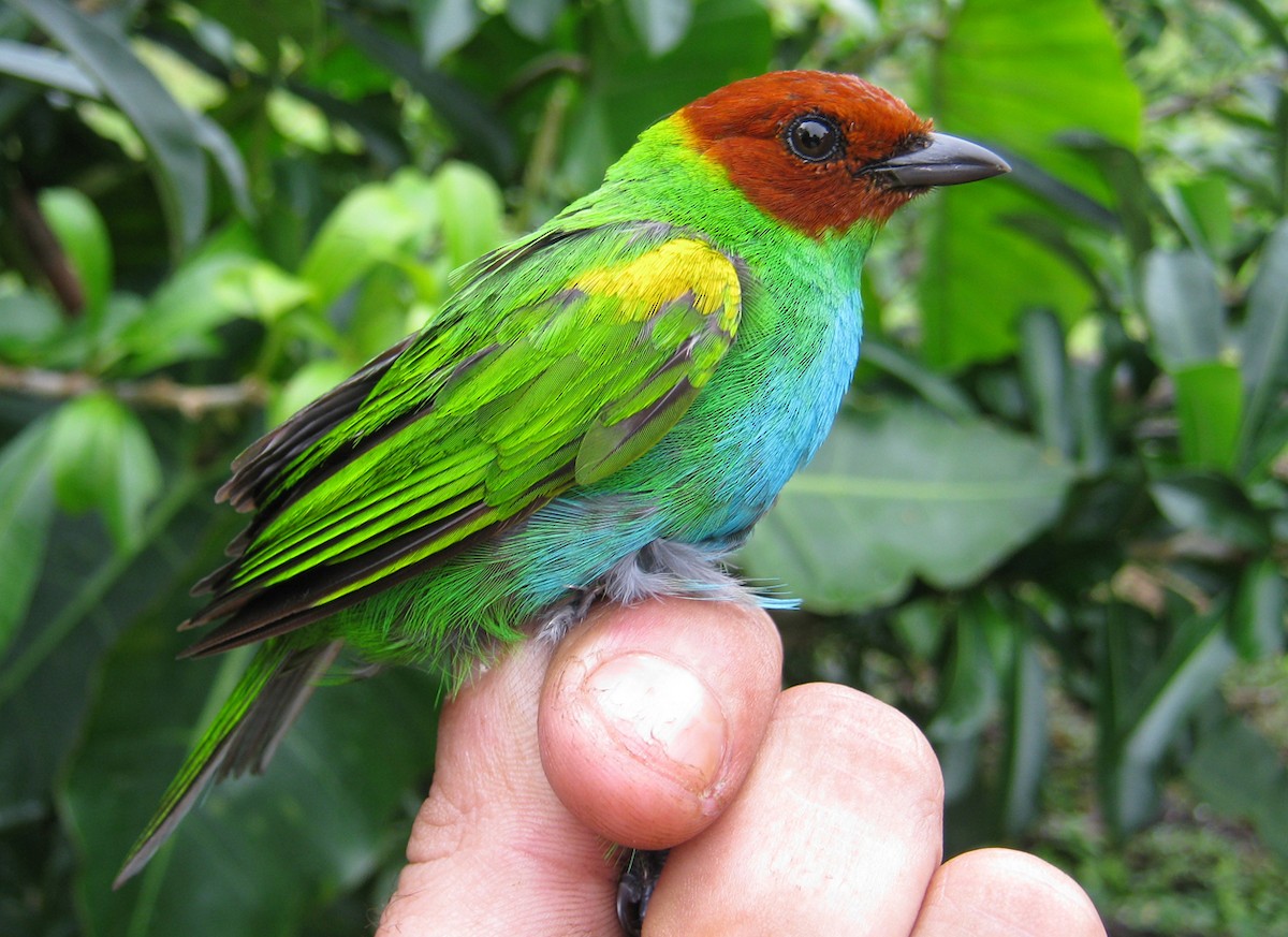 Bay-headed Tanager - ML258892011