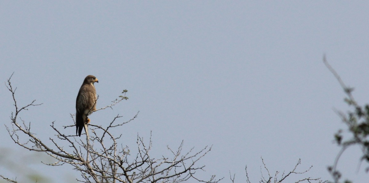 White-eyed Buzzard - Badri Narayanan Thiagarajan