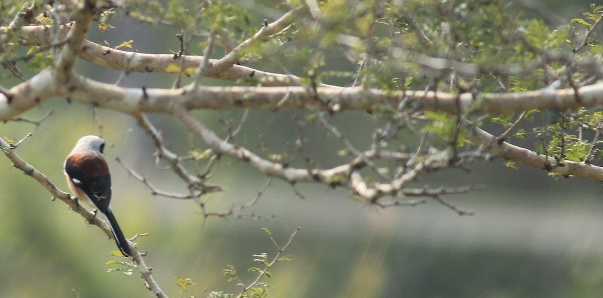 Bay-backed Shrike - ML258893091