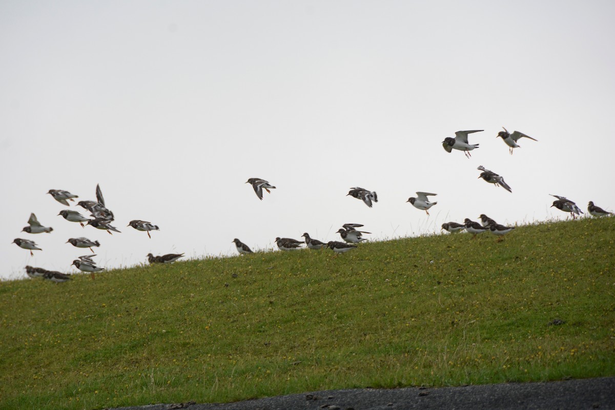 Ruddy Turnstone - ML258893301