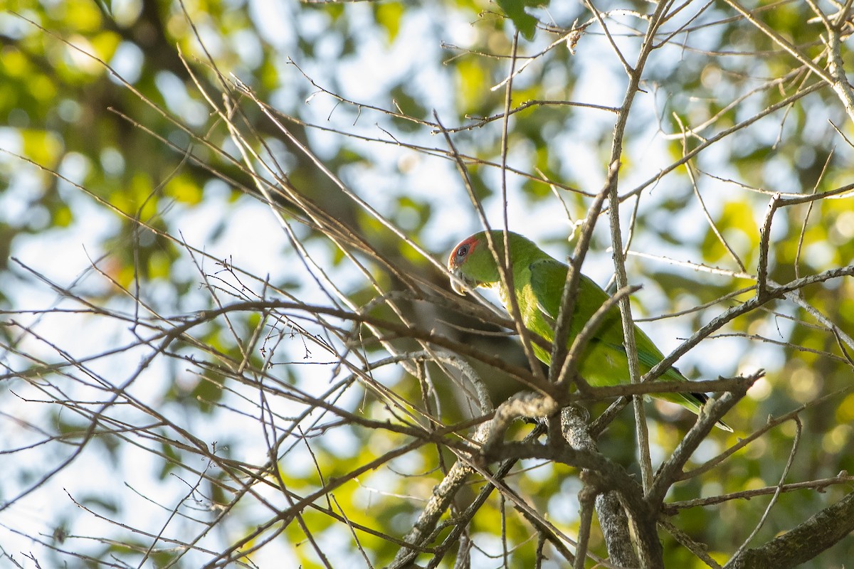 ヒガシラインコ - ML258894211