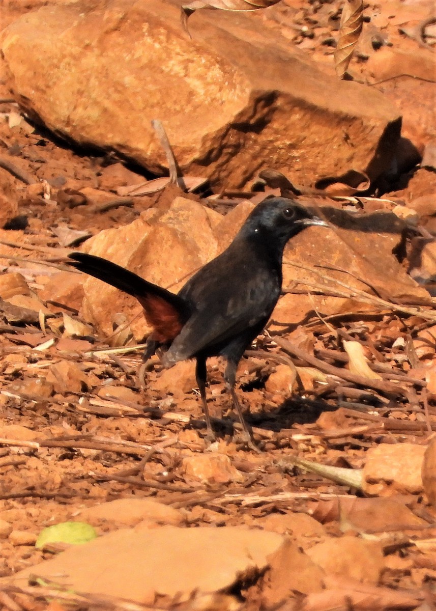 Indian Robin - ML258894221