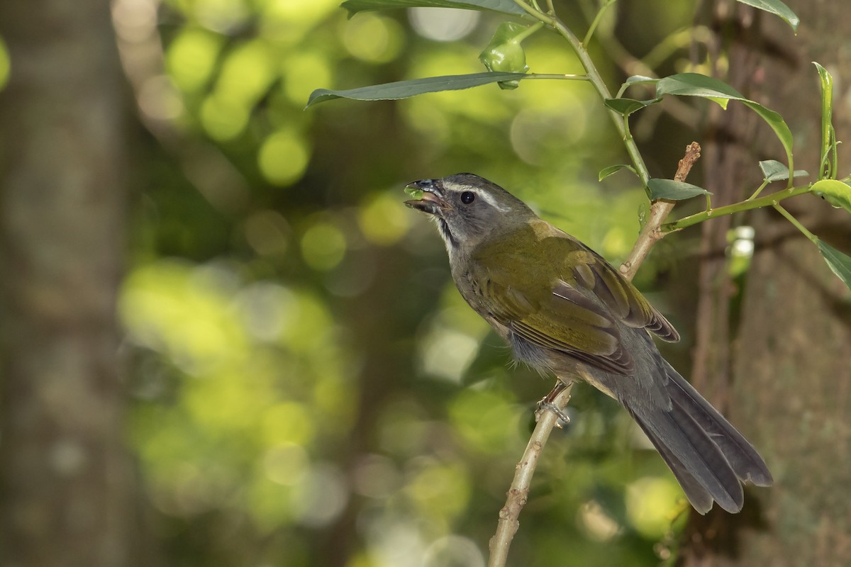 Green-winged Saltator - ML258894251