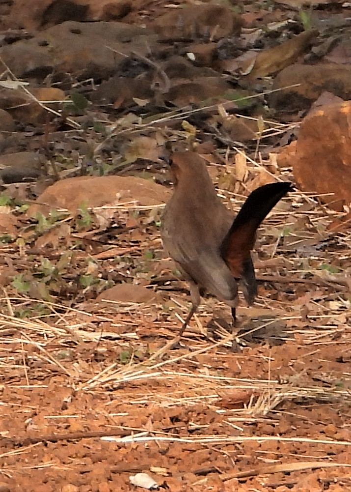Indian Robin - ML258894331