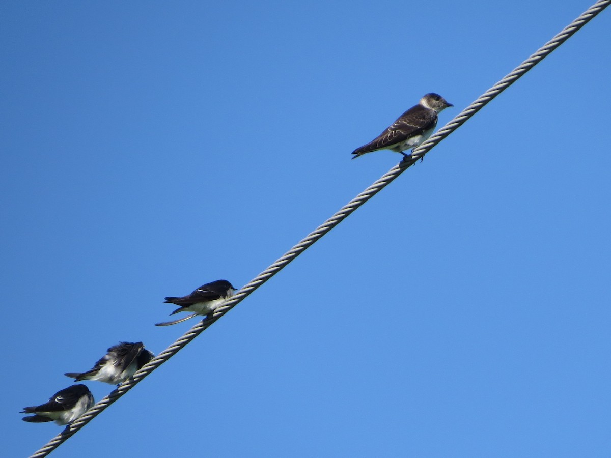 Golondrina Purpúrea - ML258894651