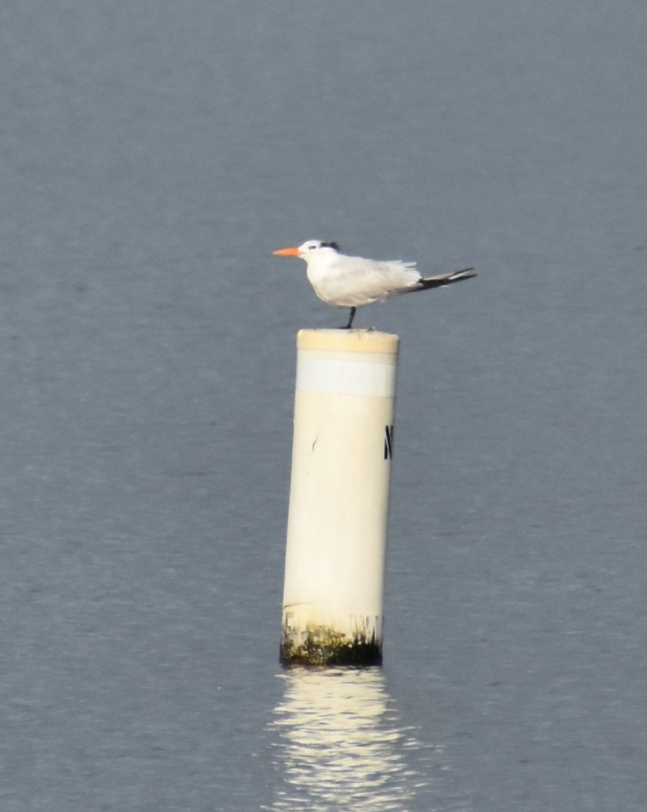 Royal Tern - Rhett Raibley