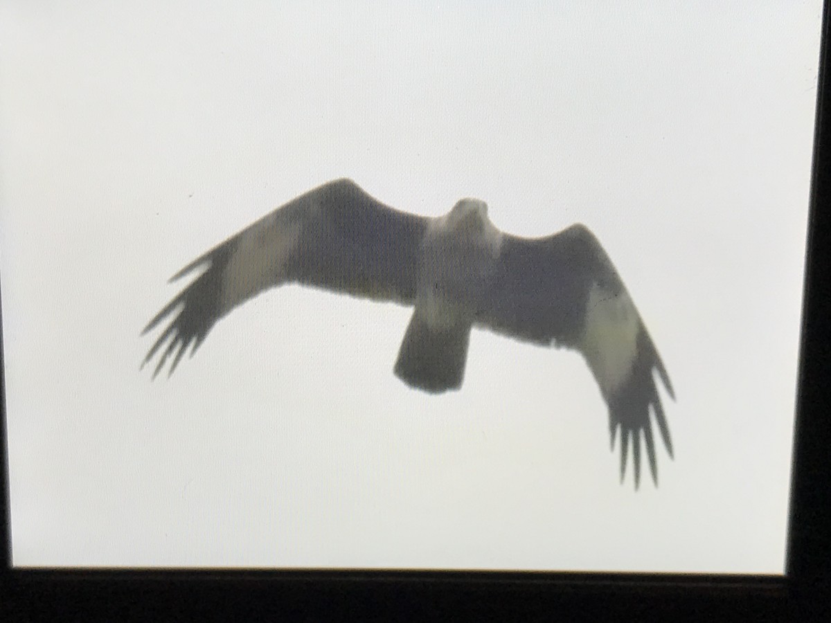 luňák bělohlavý - ML258895801