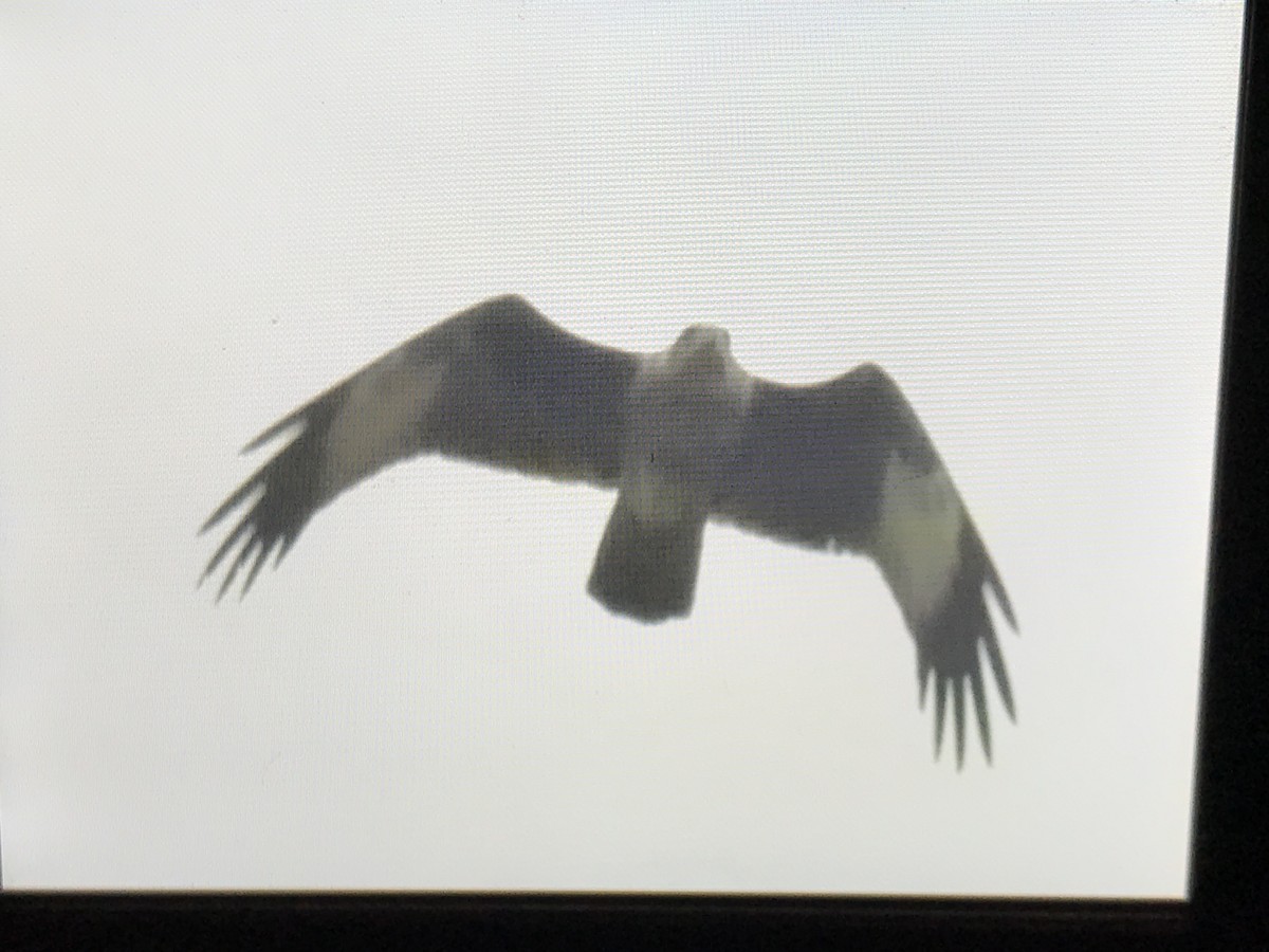 luňák bělohlavý - ML258895851