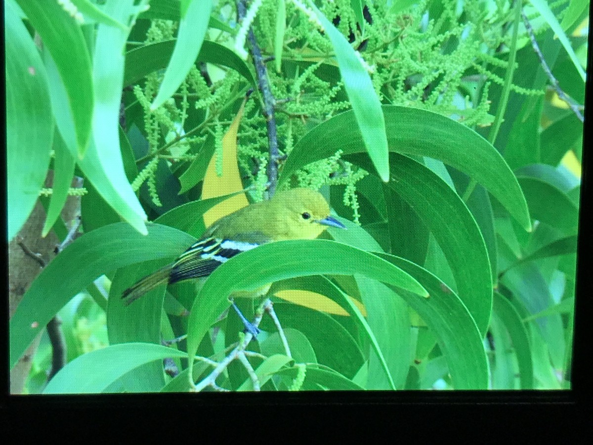 žluva černokápá - ML258897071