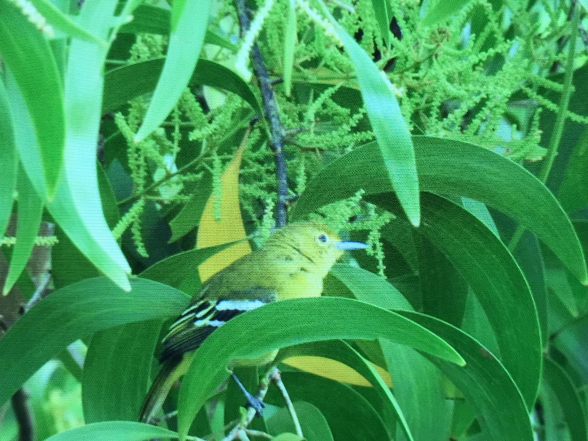 žluva černokápá - ML258897081