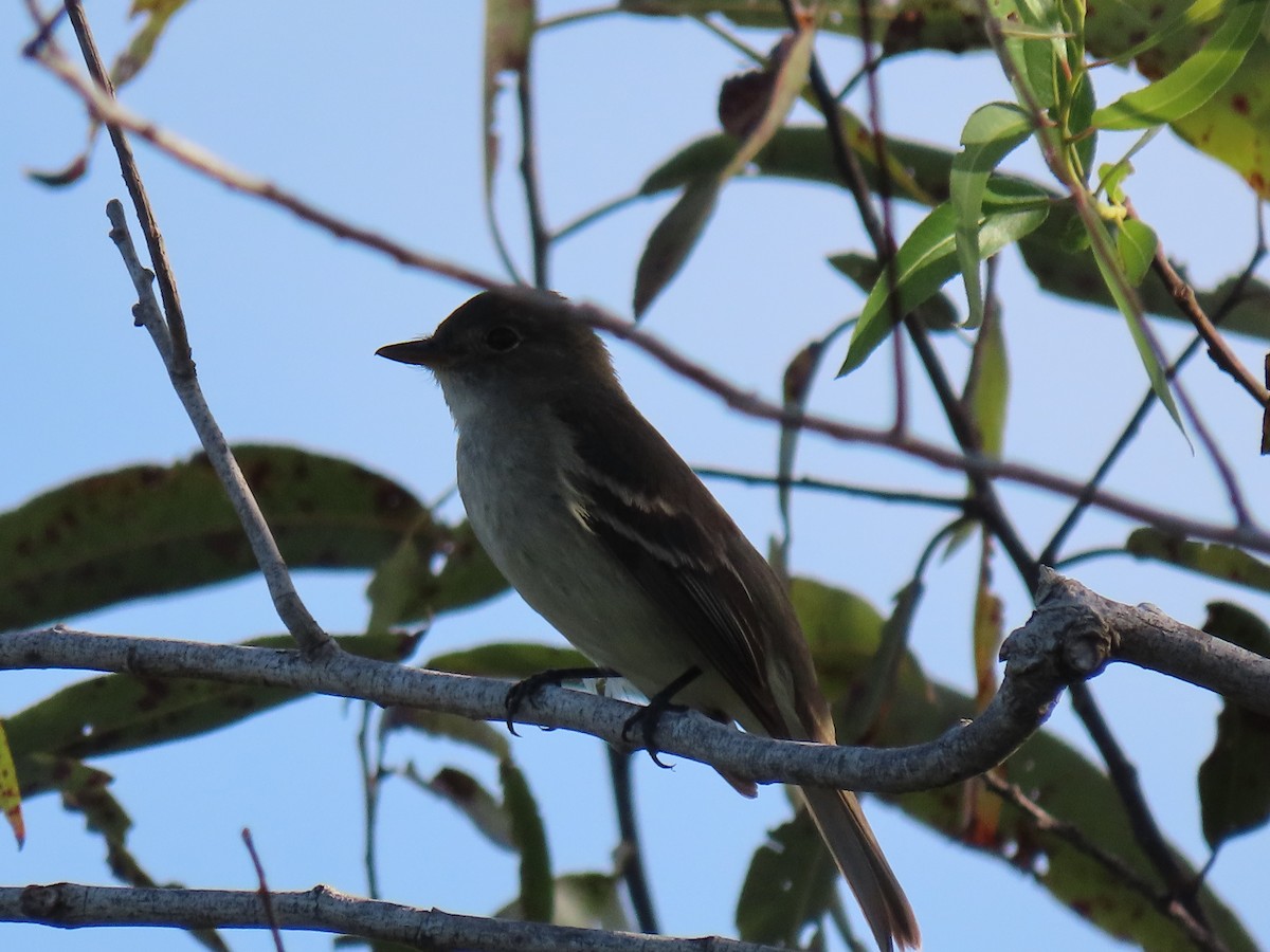 Alder Flycatcher - ML258897791